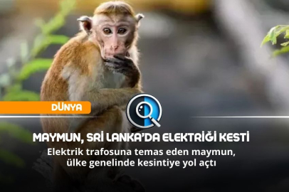 MAYMUN, SRİ LANKA’DA ELEKTRİĞİ KESTİ
