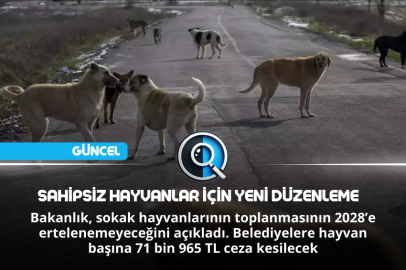 SAHİPSİZ HAYVANLAR İÇİN YENİ DÜZENLEME