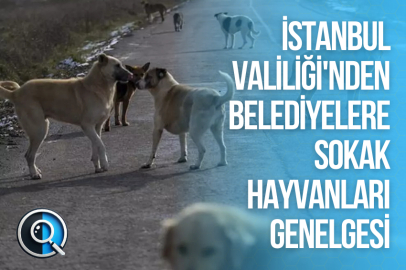İSTANBUL VALİLİĞİ'NDEN BELEDİYELERE SOKAK HAYVANLARI GENELGESİ