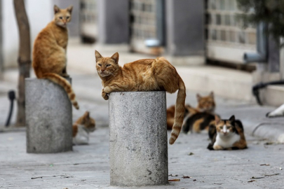 KEDİLER… SEVİMLİ DOSTLAR MI, KONTROL EDİLEMEYEN BİR NÜFUS MU?