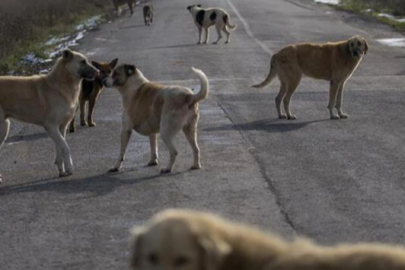 ŞANLIURFA'DA KÖPEK SALDIRISI: 2 YARALI