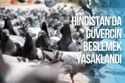 HİNDİSTAN'DA GÜVERCİN BESLEMEK YASAKLANDI