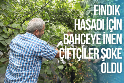 FINDIK HASADI İÇİN BAHÇEYE İNEN ÇİFTÇİLER ŞOKE OLDU